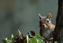 How to Use Nutrition for Weight Loss: What Works and What Doesn’t Wilted kale salad, lone tomato, squirrel stealing carrot